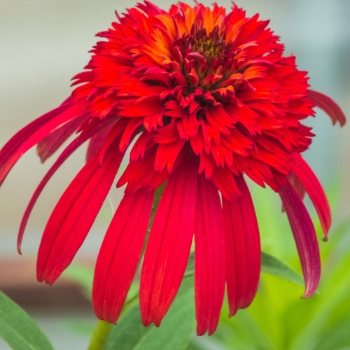 Purpursolhat Sweet Chili - Echinacea purpurea Sweet Chili