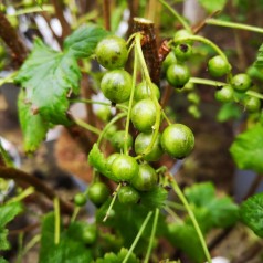 Solbærbusk Vertii - Grønne solbær - Ribes nigrum Vertii