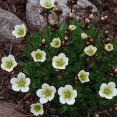 Saxifraga arendsii Alba / Stenbræk