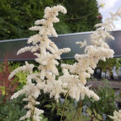 Astilbe Deutschland - Astilbe japonica Deutschland