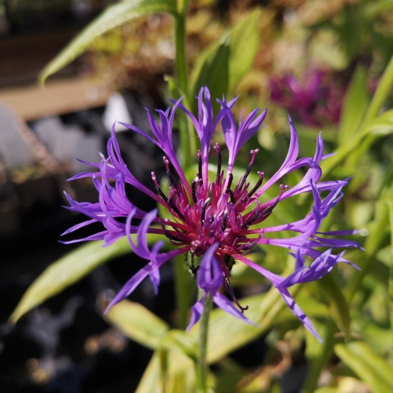 Bjerg-Knopurt - Centaurea montana