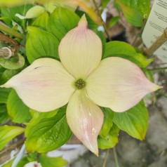 Blomsterkornel Barton - Cornus florida Barton