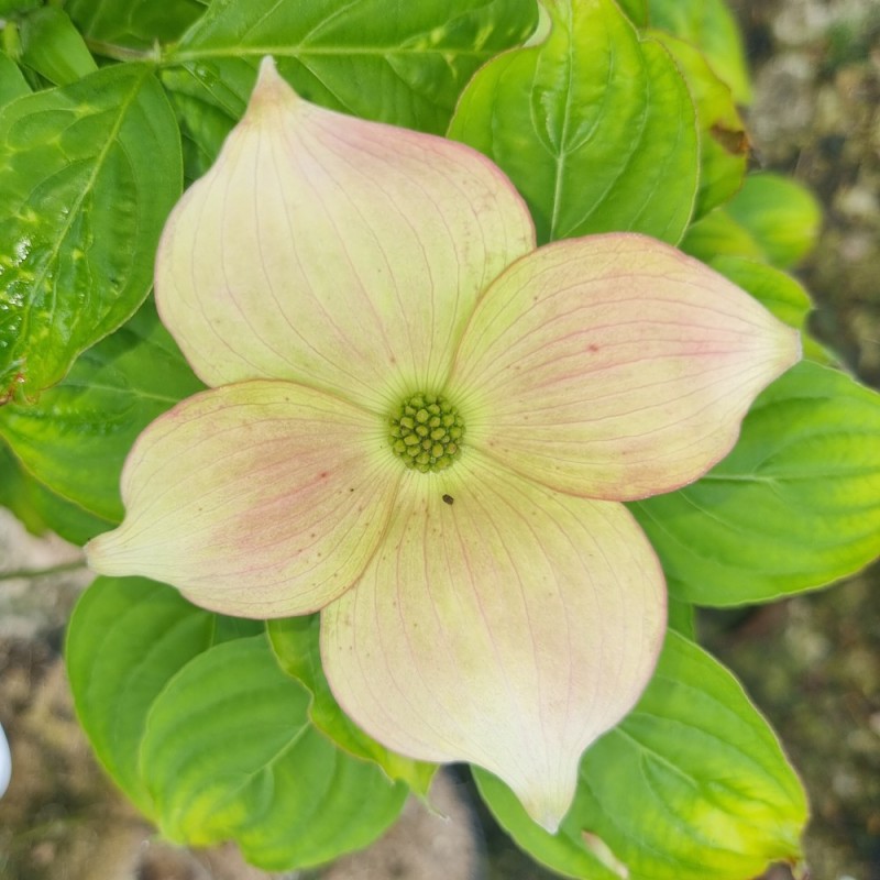 Blomsterkornel Barton - Cornus florida Barton