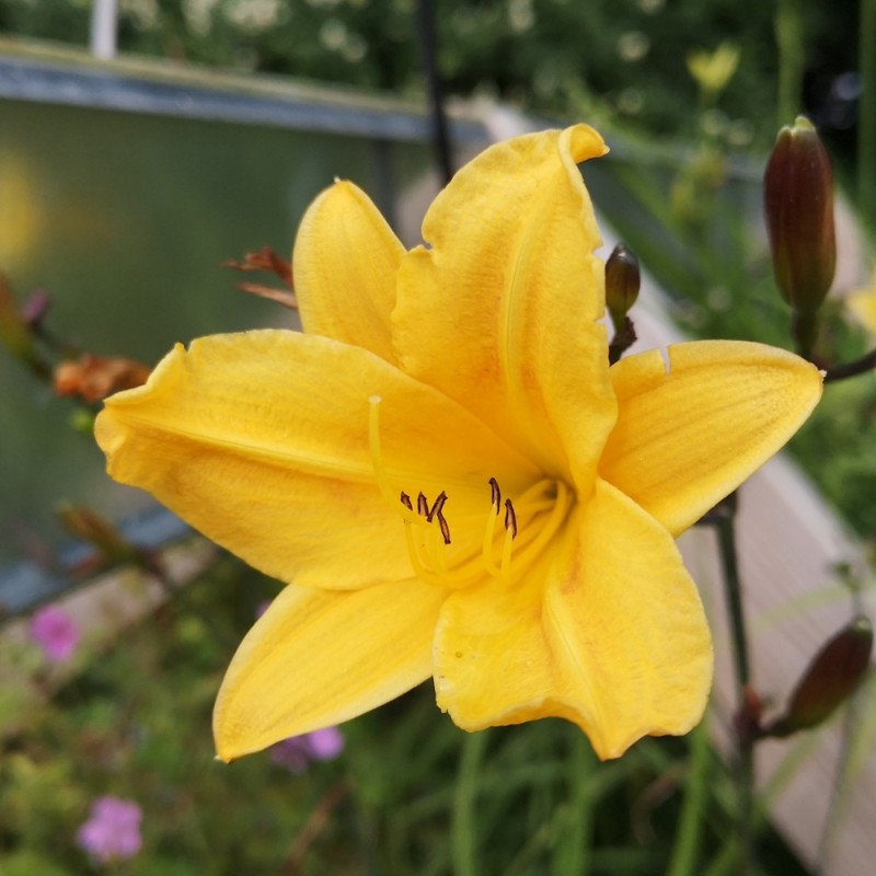 Daglilje Golden Chimes - Hemerocallis hybrid Golden Chimes