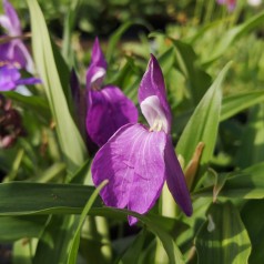 Falsk Orkide India - Roscoea auriculata India