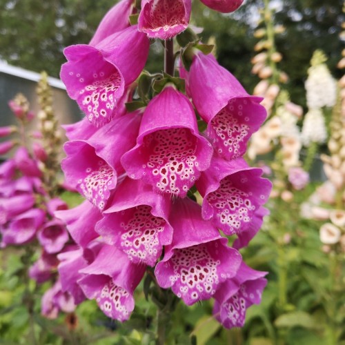 Fingerbøl Dalmatian Purple - Digitalis purpurea Dalmatian Purple