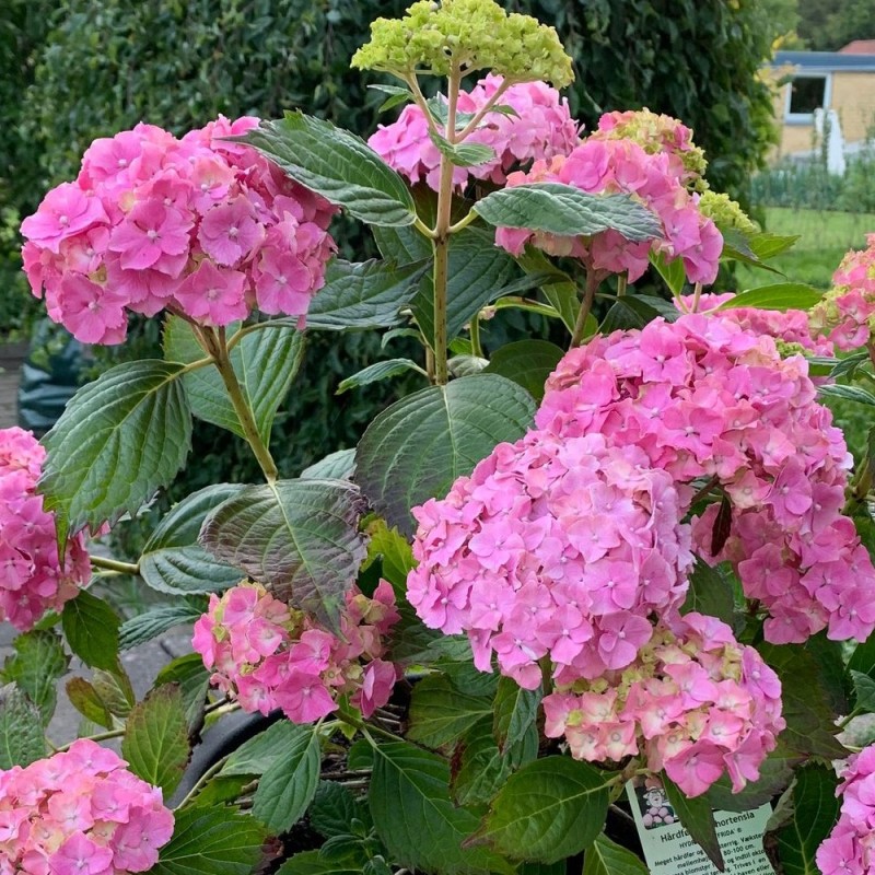 Hortensia Frida - Hydrangea macrophylla Frida