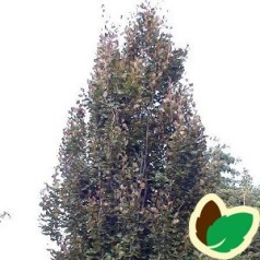 Fagus sylvatica Red (Rohan) Obelisk - Søjlebøg / 80-100 cm.