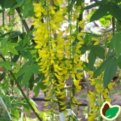 Laburnum watereri Vossii - Guldregn / 120 cm. stamme med krone.