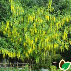 Laburnum watereri Vossii - Guldregn / 120 cm. stamme med krone.