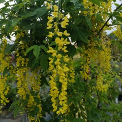 Laburnum watereri Vossii - Guldregn / 120 cm. stamme