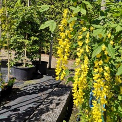 Guldregn 90 cm. stamme - Laburnum watereri Vossii