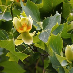 Liriodendron tulipifera - Alm. Tulipantræ