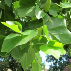 Liriodendron tulipifera - Alm. Tulipantræ