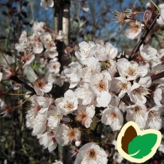 Prunus cerasifera Trailblazer - Blodblomme / 200-250 cm.