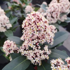 Skimmia japonica Rubella 25-30 cm ( Han )