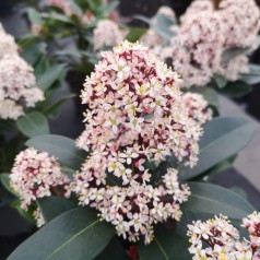 Skimmia japonica Rubella 25-30 cm.
