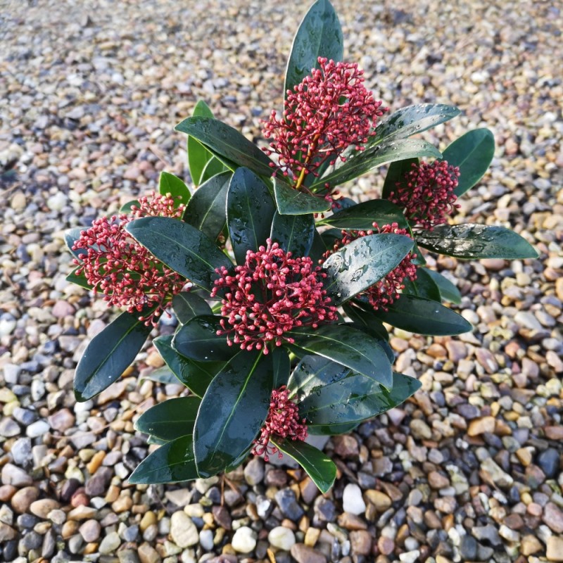 Skimmia japonica Rubella Ø10,5