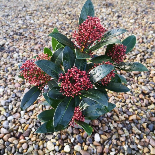 Skimmia japonica Rubella Ø10,5