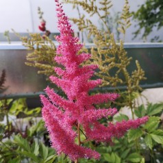 Astilbe Anita Pfeifer - Astilbe arendsii Anita Pfeifer