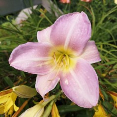 Daglilje Catherine Woodbury - Hemerocallis hybrid Catherine Woodbury