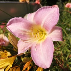 Daglilje Catherine Woodbury - Hemerocallis hybrid Catherine Woodbury