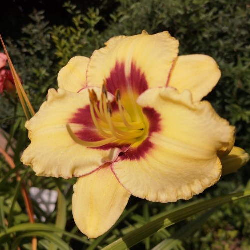 Daglilje El Desperado - Hemerocallis hybrid El Desperado