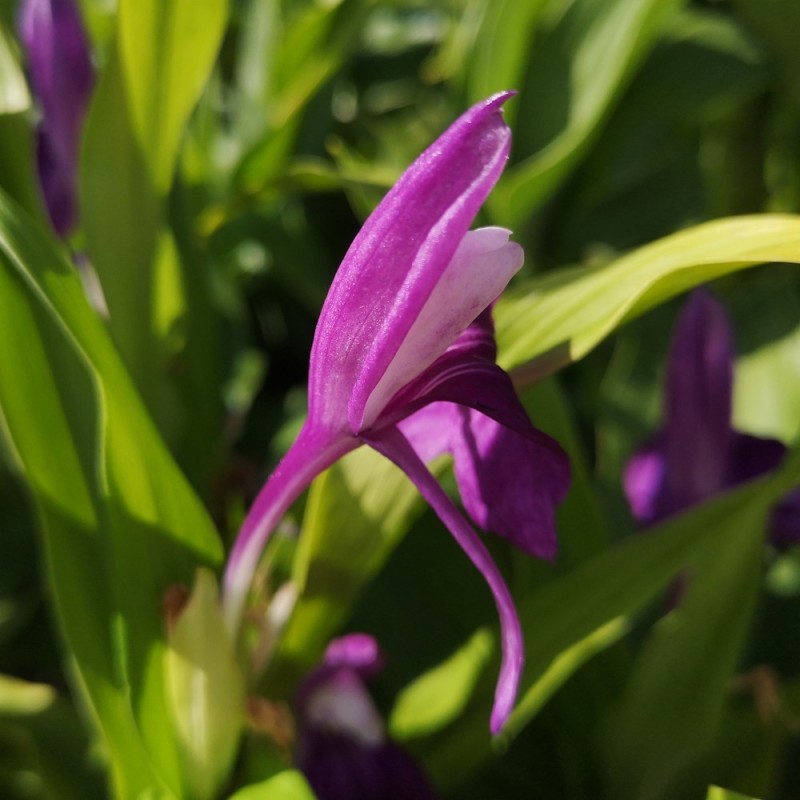 Falsk Orkide India - Roscoea auriculata India