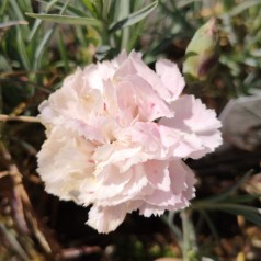 Fjernellike Cranmere Pool - Dianthus plumarius Cranmere Pool