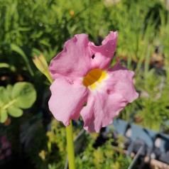 Havegloxinia Bees Pink - Incarvillea compacta Bees Pink