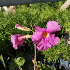 Havegloxinia Bees Pink - Incarvillea compacta Bees Pink