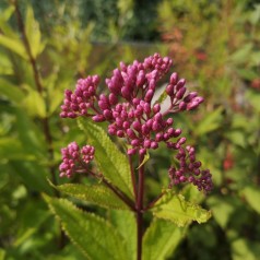 Hjortetrøst Baby Joe - Eupatorium dubium Baby Joe