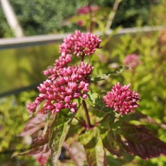 Hjortetrøst Plenum - Eupatorium cannabinum Plenum