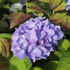 Hortensia Clara - Hydrangea macrophylla Clara