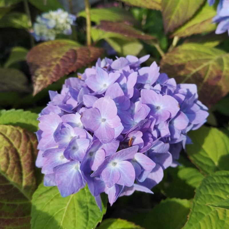 Hortensia Clara - Hydrangea macrophylla Clara