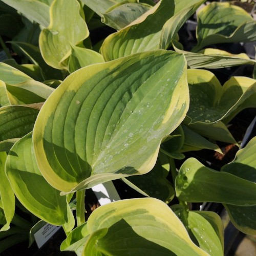 Hosta Shadowland Wu-La-La
