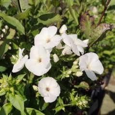 Høstfloks Adessa White - Phlox paniculata Adessa White