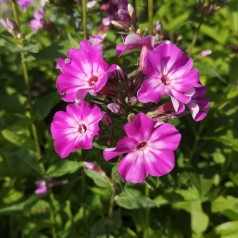 Høstfloks Early Purple Eye - Phlox paniculata Early Purple Eye