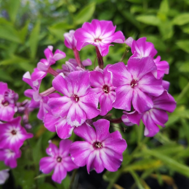 Høstfloks Early Purple Eye - Phlox paniculata Early Purple Eye