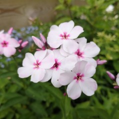 Høstfloks Flame White Eye - Phlox paniculata Flame White Eye