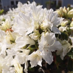 Japansk Azalea Adonis 20-40 cm. - Rhododendron Adonis