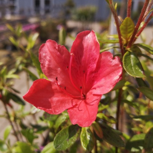 Japansk Azalea Aladdin 20-40 cm. - Rhododendron Aladdin