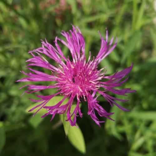 Knopurt Caramia - Centaurea jacea Caramia