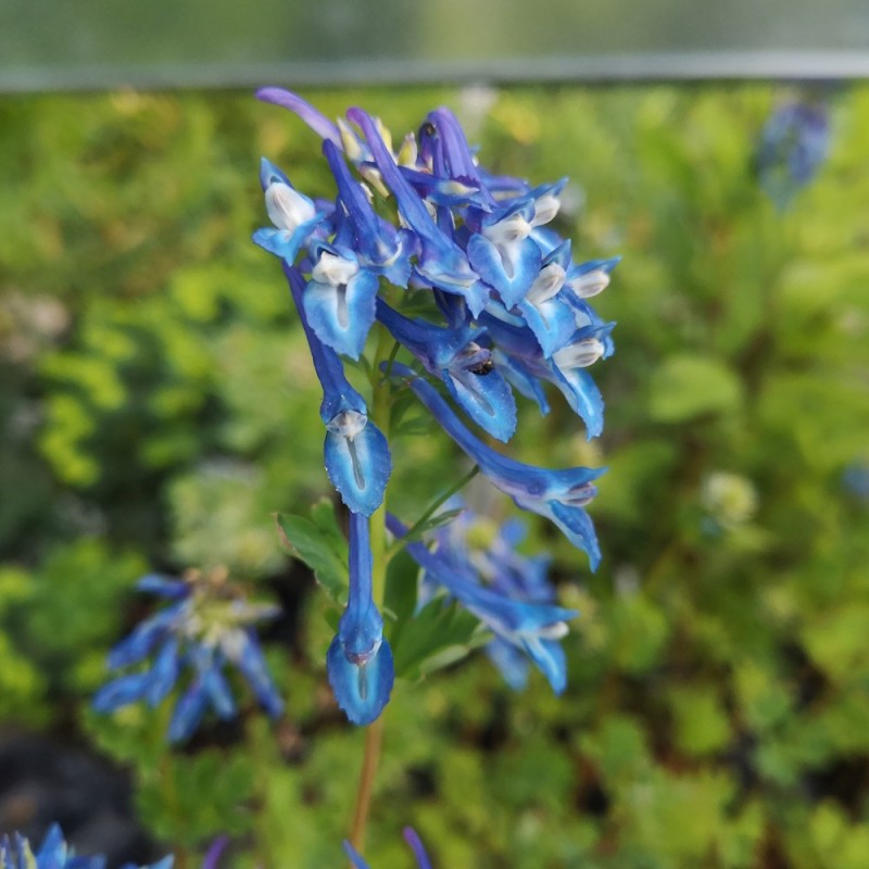 Lærkespore - Corydalis elata