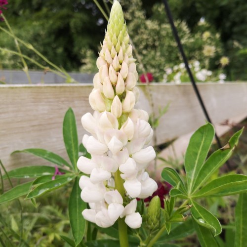 Lupin Fraülein - Lupinus polyphyllus Fraülein