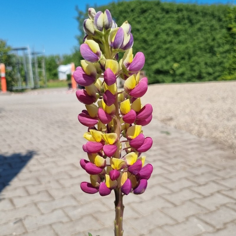 Lupin Manhattan Lights - West Country - Lupinus polyphyllus Manhattan Lights