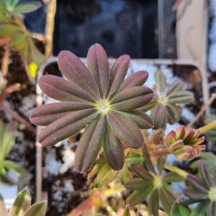 Lupin Manhattan Lights - West Country - Lupinus polyphyllus Manhattan Lights