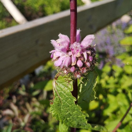 Løvehale - Phlomis tuberosa