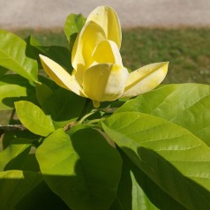 Magnolia x brooklynensis Yellow Bird