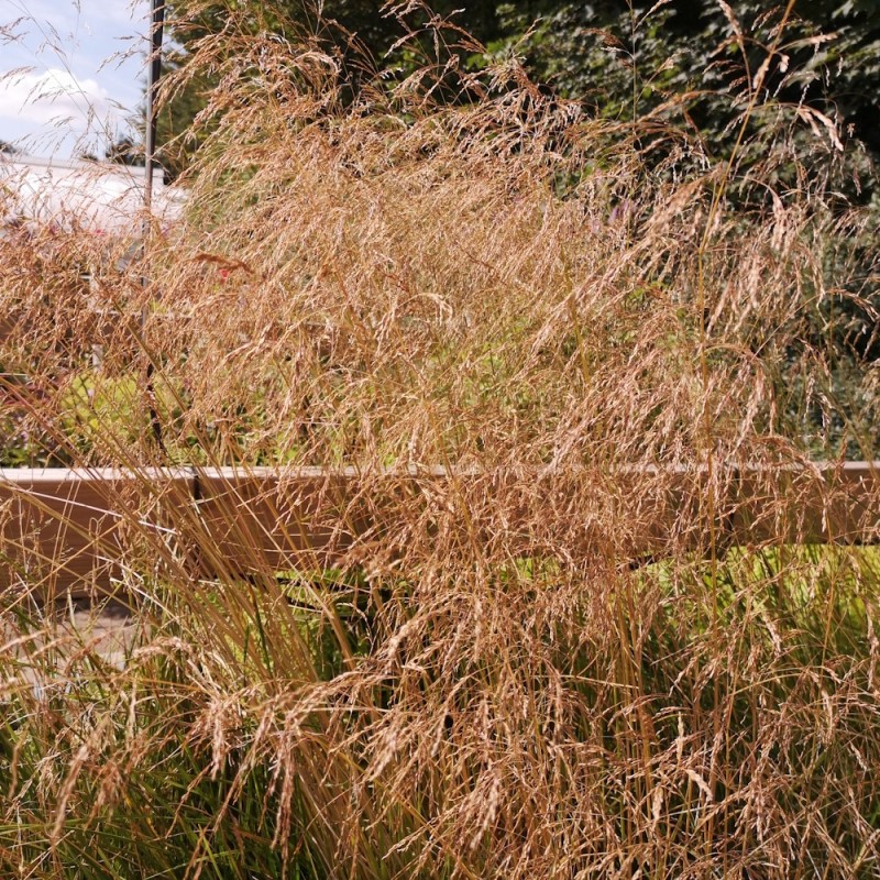 Mosebunke Tardiflora - Deschampsia cespitosa Tardiflora